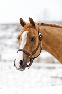 American Quality Lthr Halter
